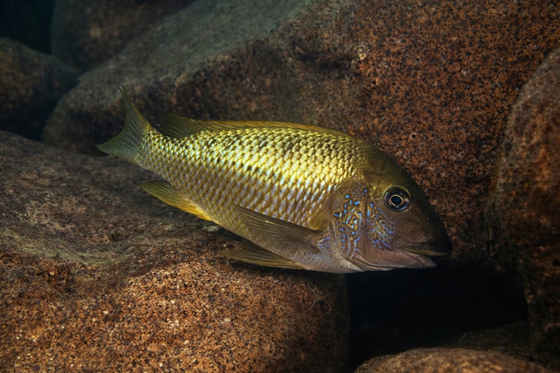 Petrochromis polyodon 'Kombe'